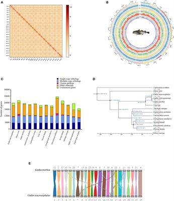 High-quality chromosome-level genome assembly of Pacific cod, Gadus macrocephalus